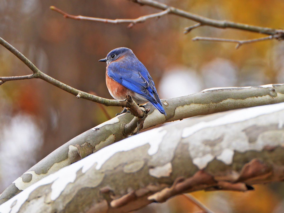 Eastern Bluebird - ML644644086