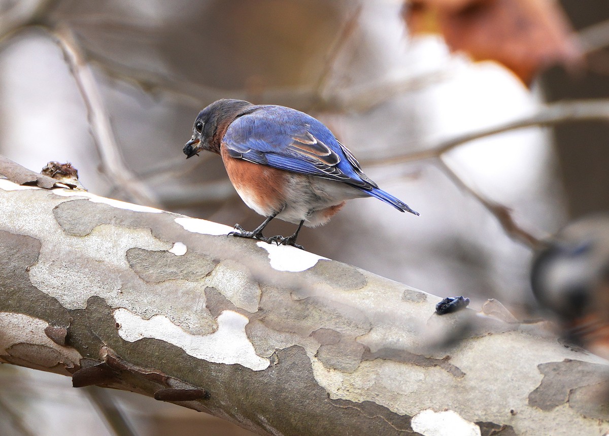 Eastern Bluebird - ML644644087