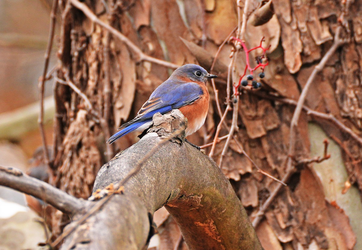 Eastern Bluebird - ML644644088