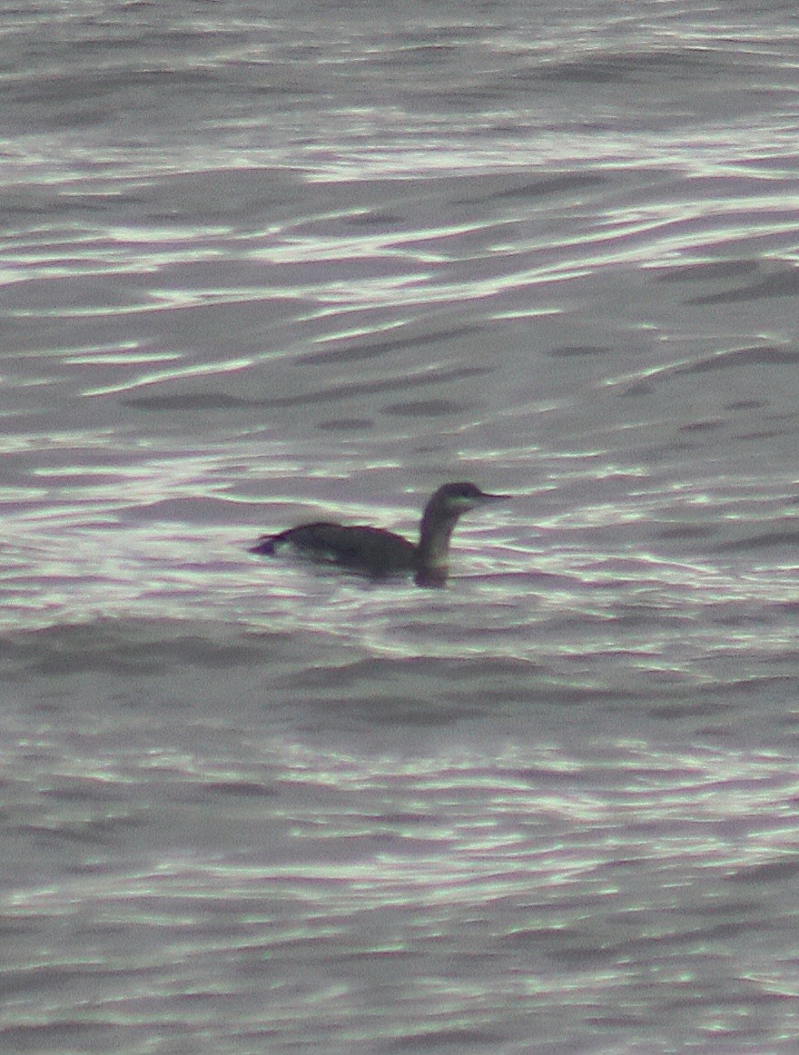 Plongeon catmarin - ML644644089