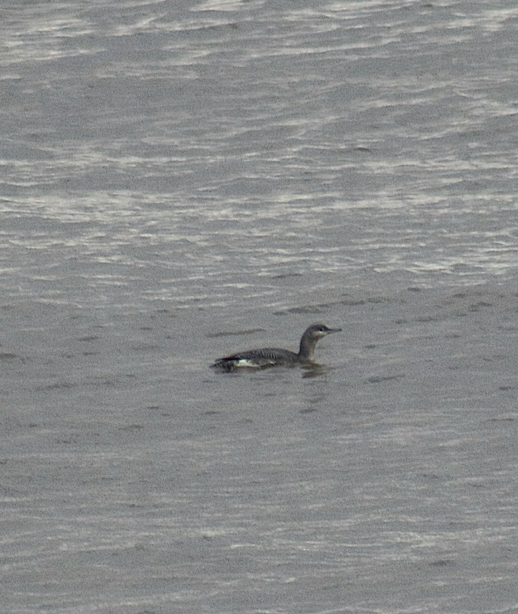 Plongeon catmarin - ML644644090