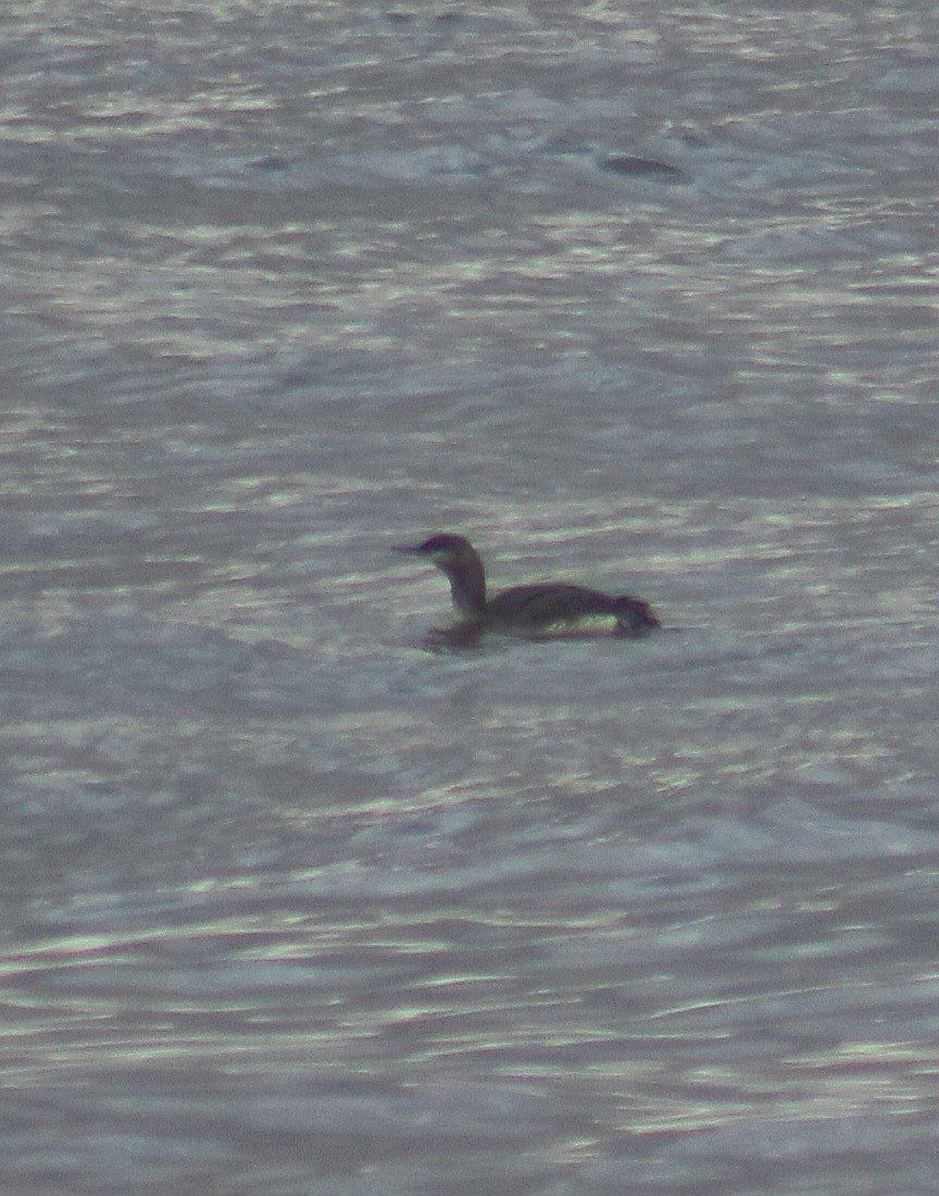 Plongeon catmarin - ML644644091