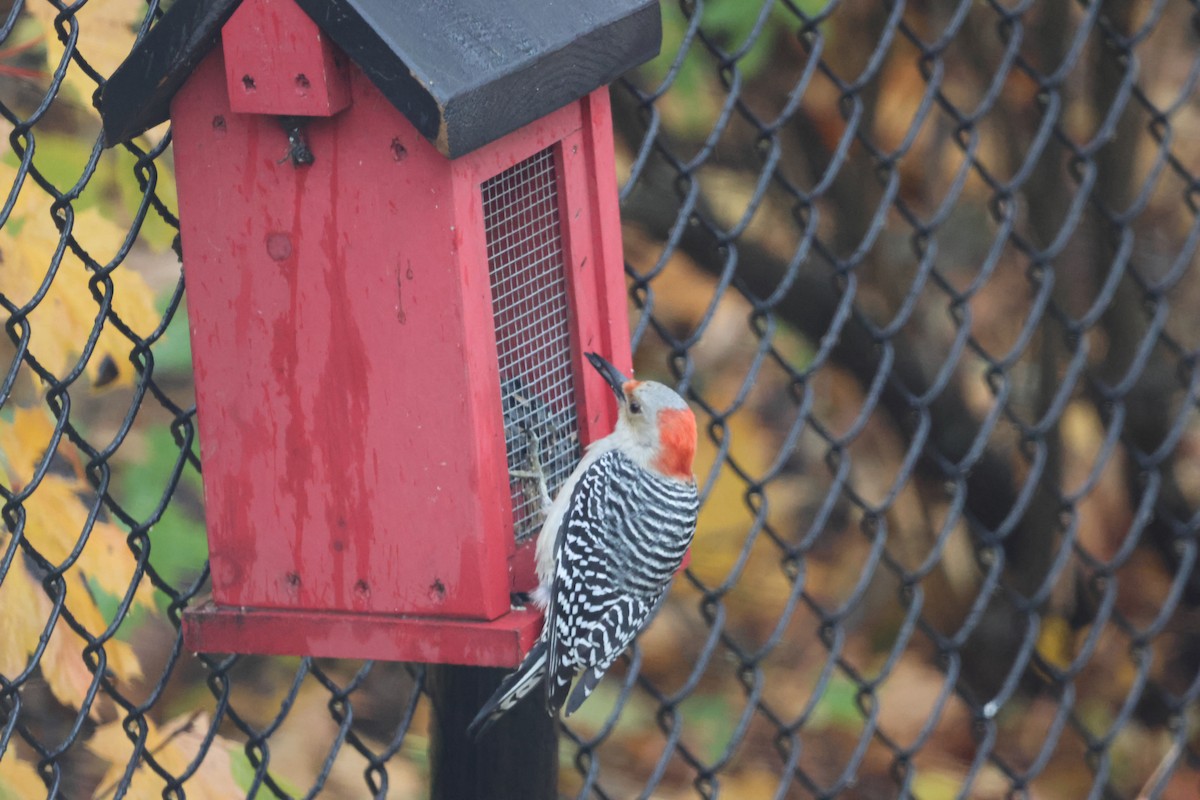 Pic à ventre roux - ML644644094