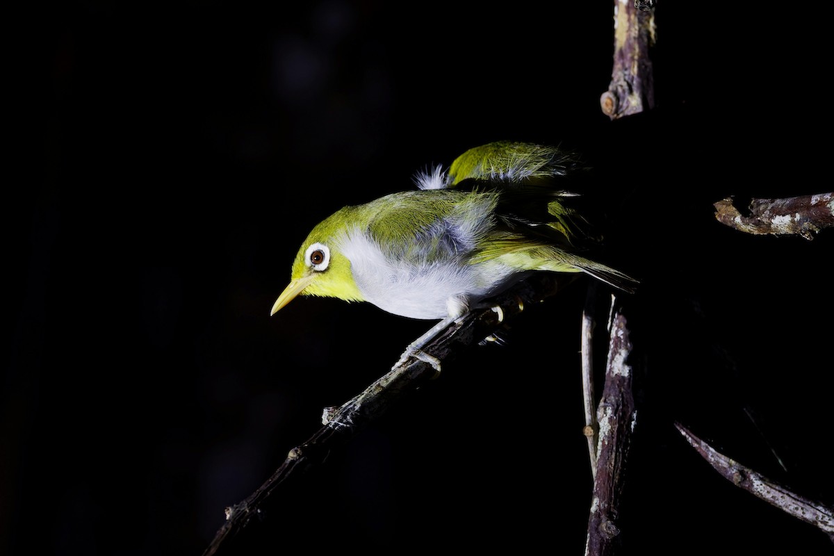 Wangi-wangi White-eye - ML644644101