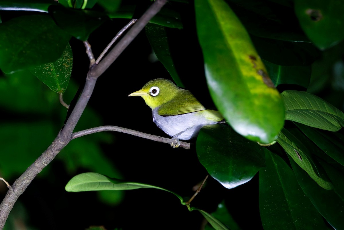 Wangi-wangi White-eye - ML644644102