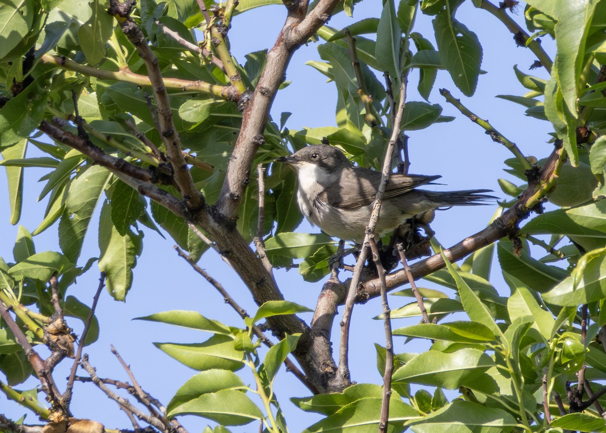 סבכי חורש - ML644644103