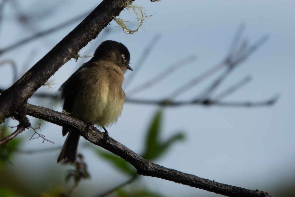 Black-capped Flycatcher - ML644644108