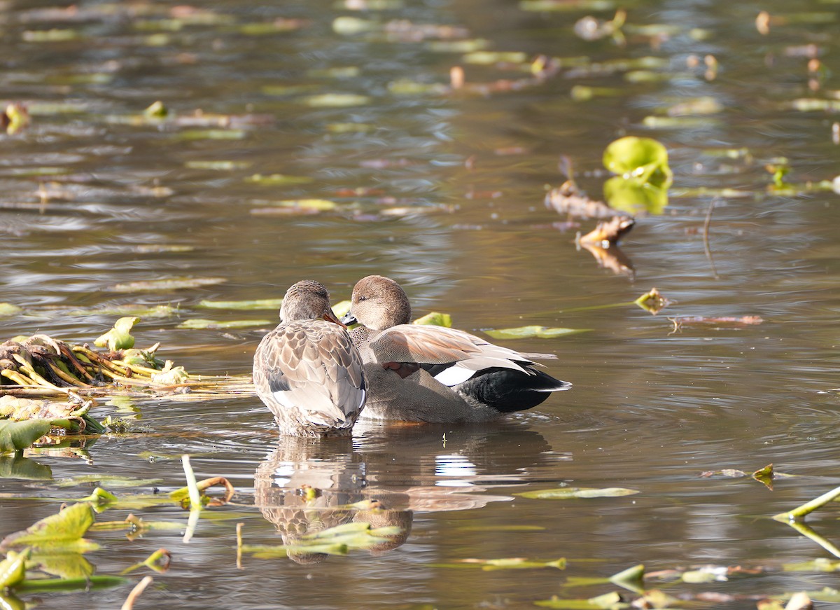 Gadwall - ML644644113
