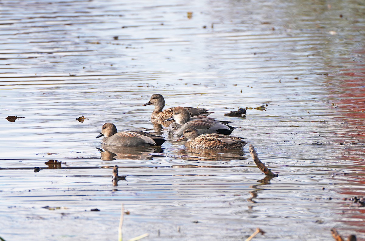 Gadwall - ML644644114