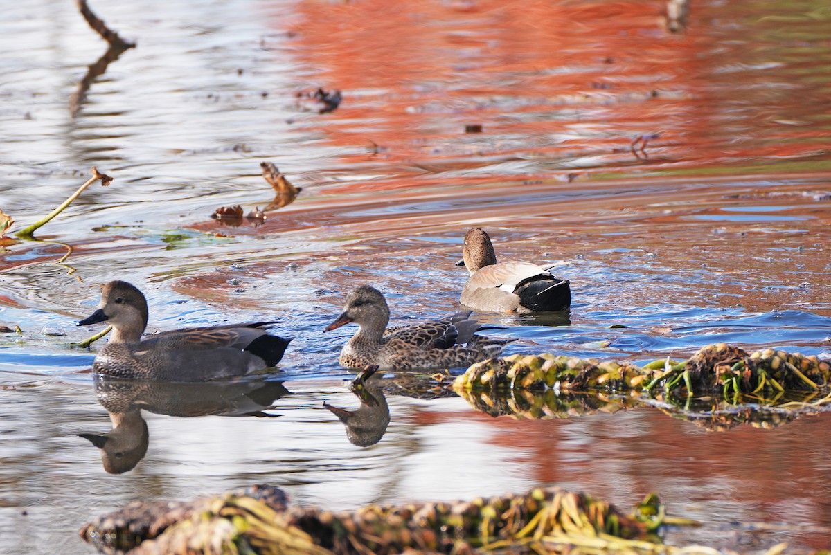 Gadwall - ML644644115