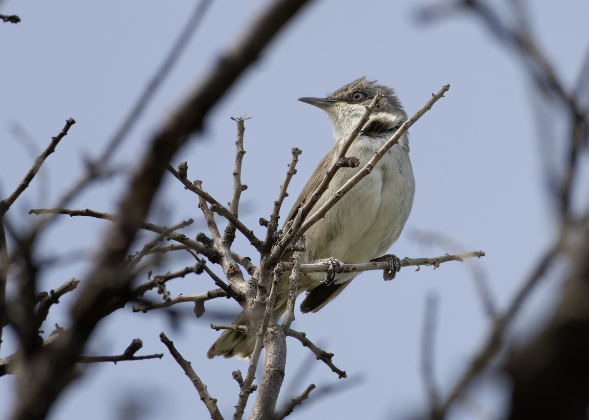 סבכי חורש - ML644644116
