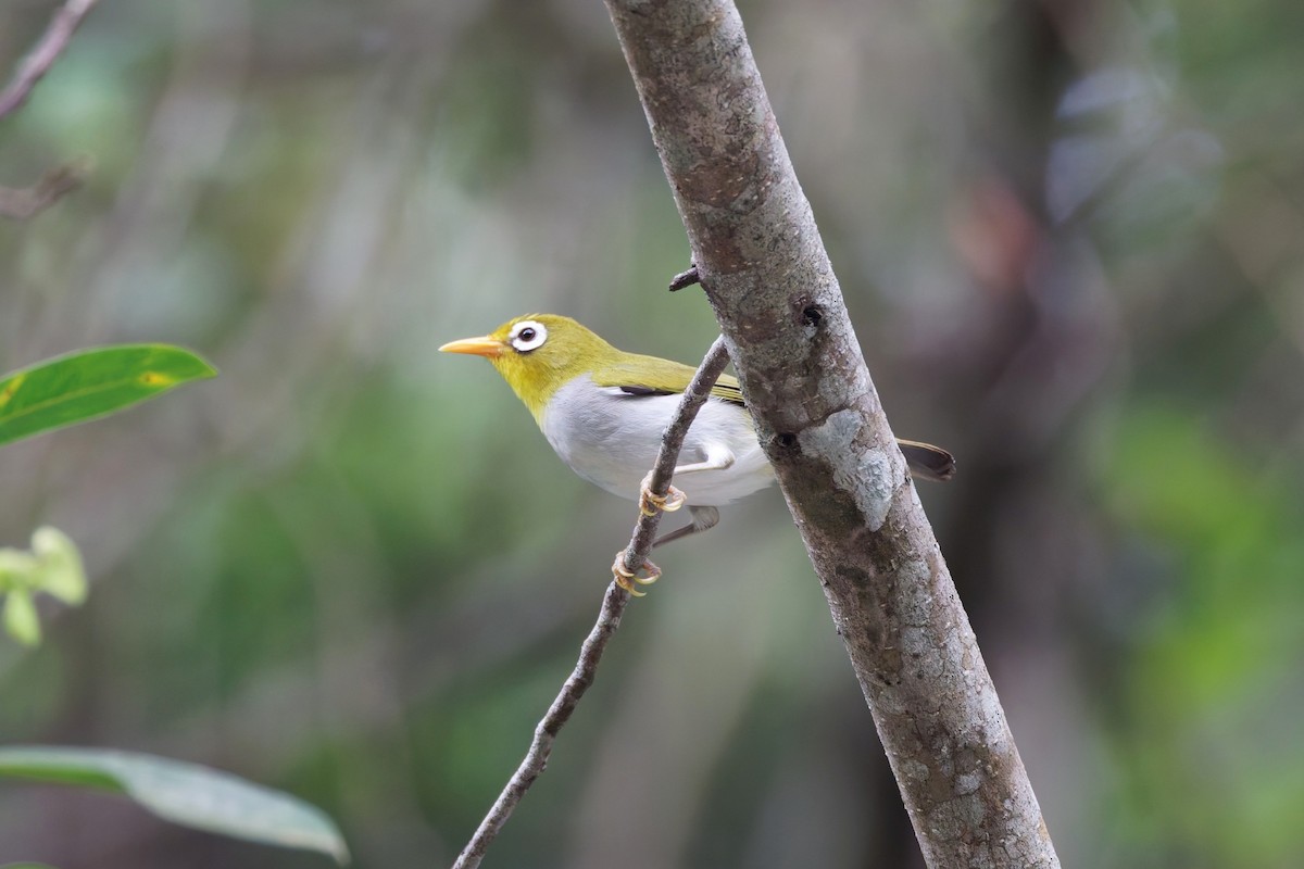 Wangi-wangi White-eye - ML644644125