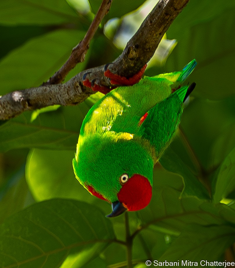 Sulawesi Hanging-Parrot - ML644644126