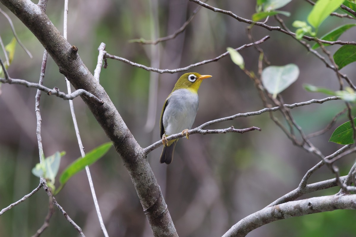 Wangi-wangi White-eye - ML644644127