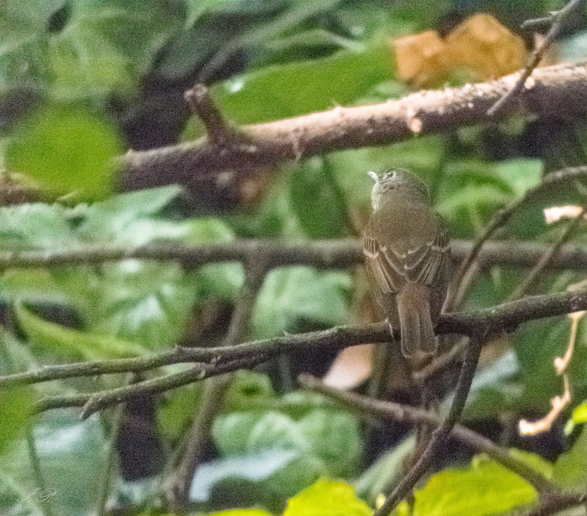 Brown-breasted Flycatcher - ML644644128