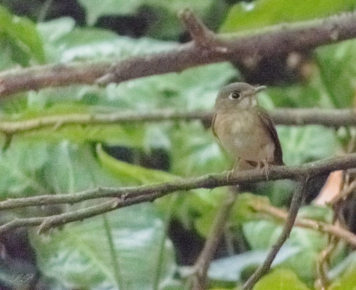 Brown-breasted Flycatcher - ML644644129