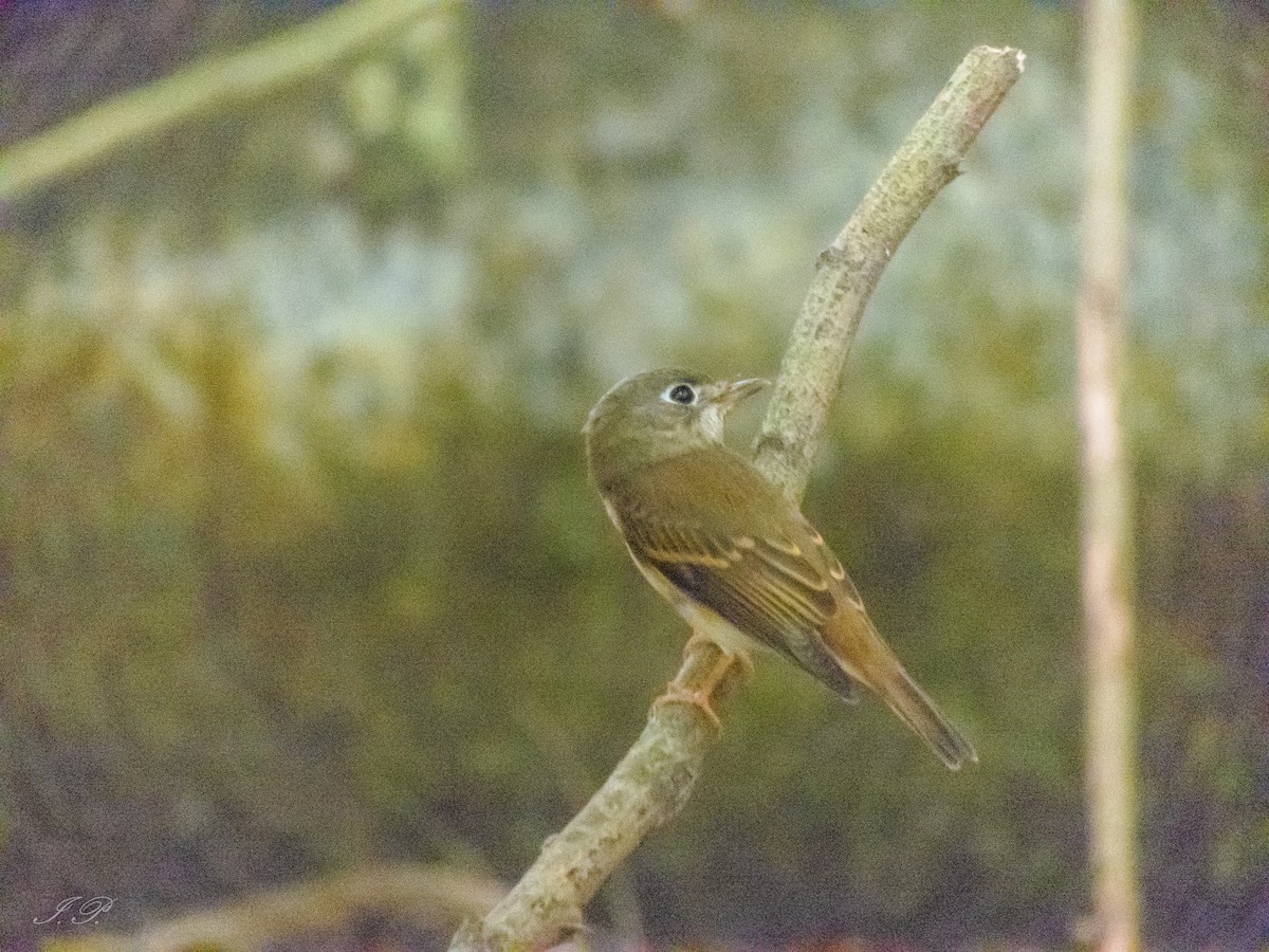 Brown-breasted Flycatcher - ML644644131