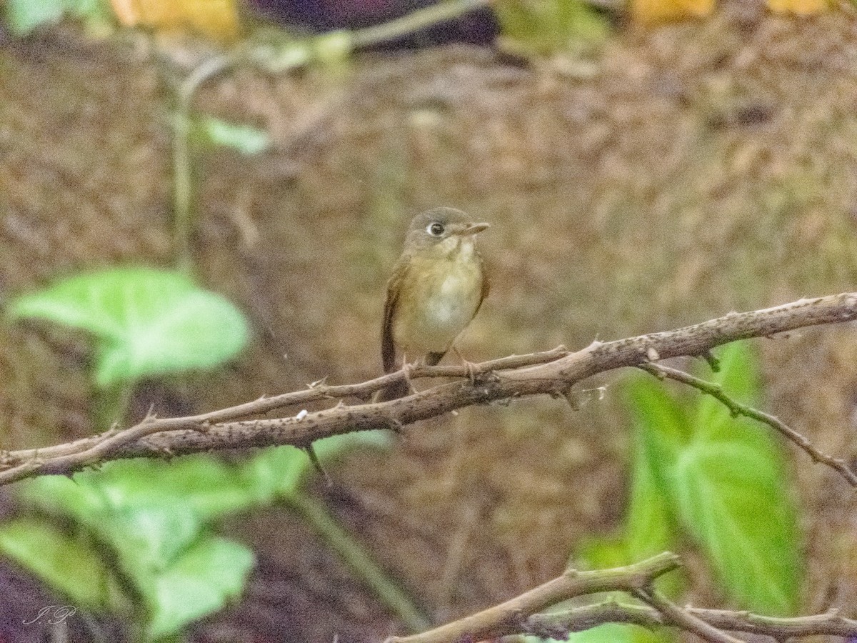 Brown-breasted Flycatcher - ML644644132