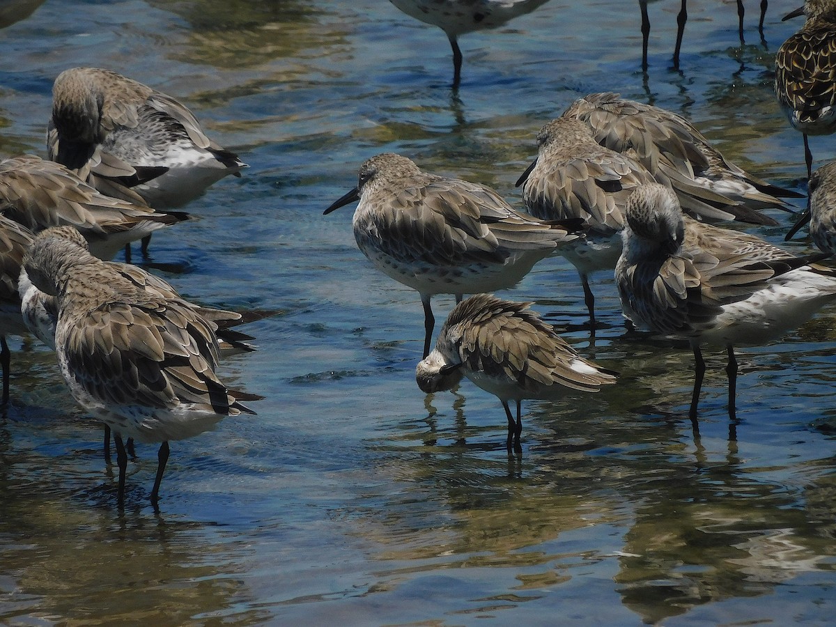 Curlew Sandpiper - ML644644133