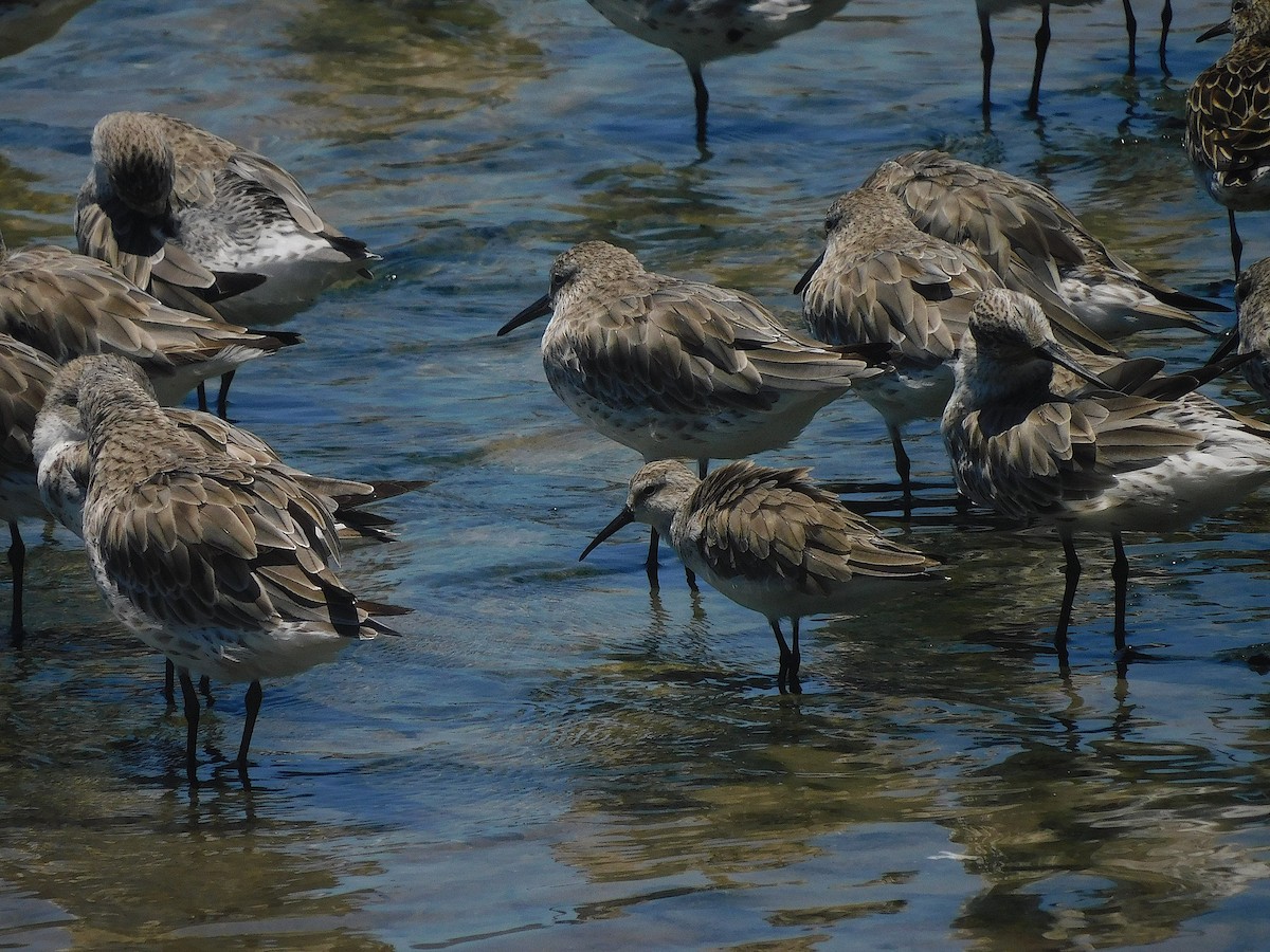 Correlimos Zarapitín - ML644644134