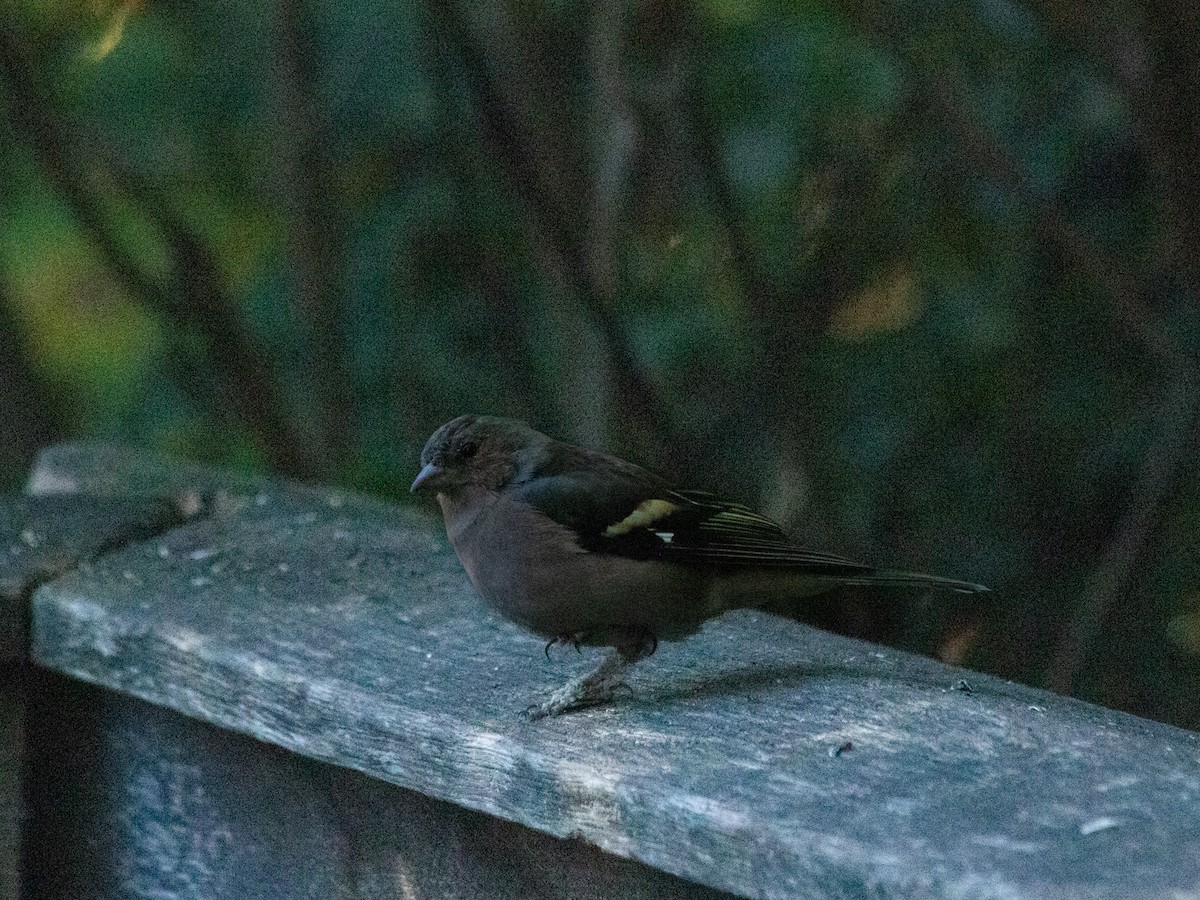 Common Chaffinch - ML644644136