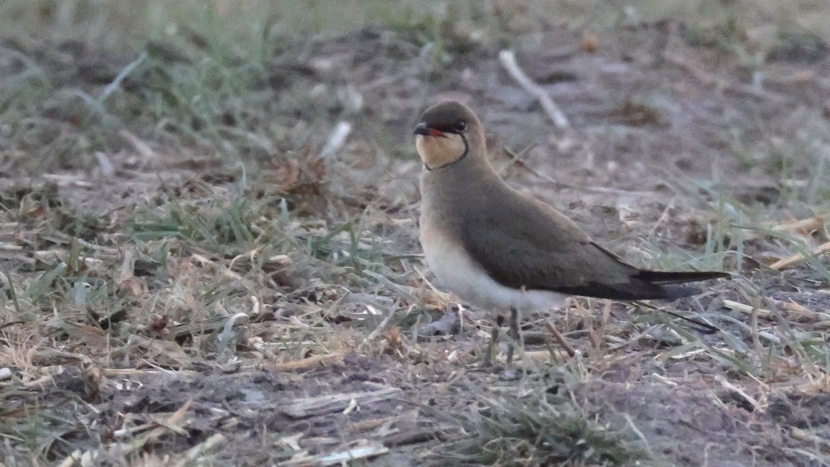 Collared Pratincole - ML644644138