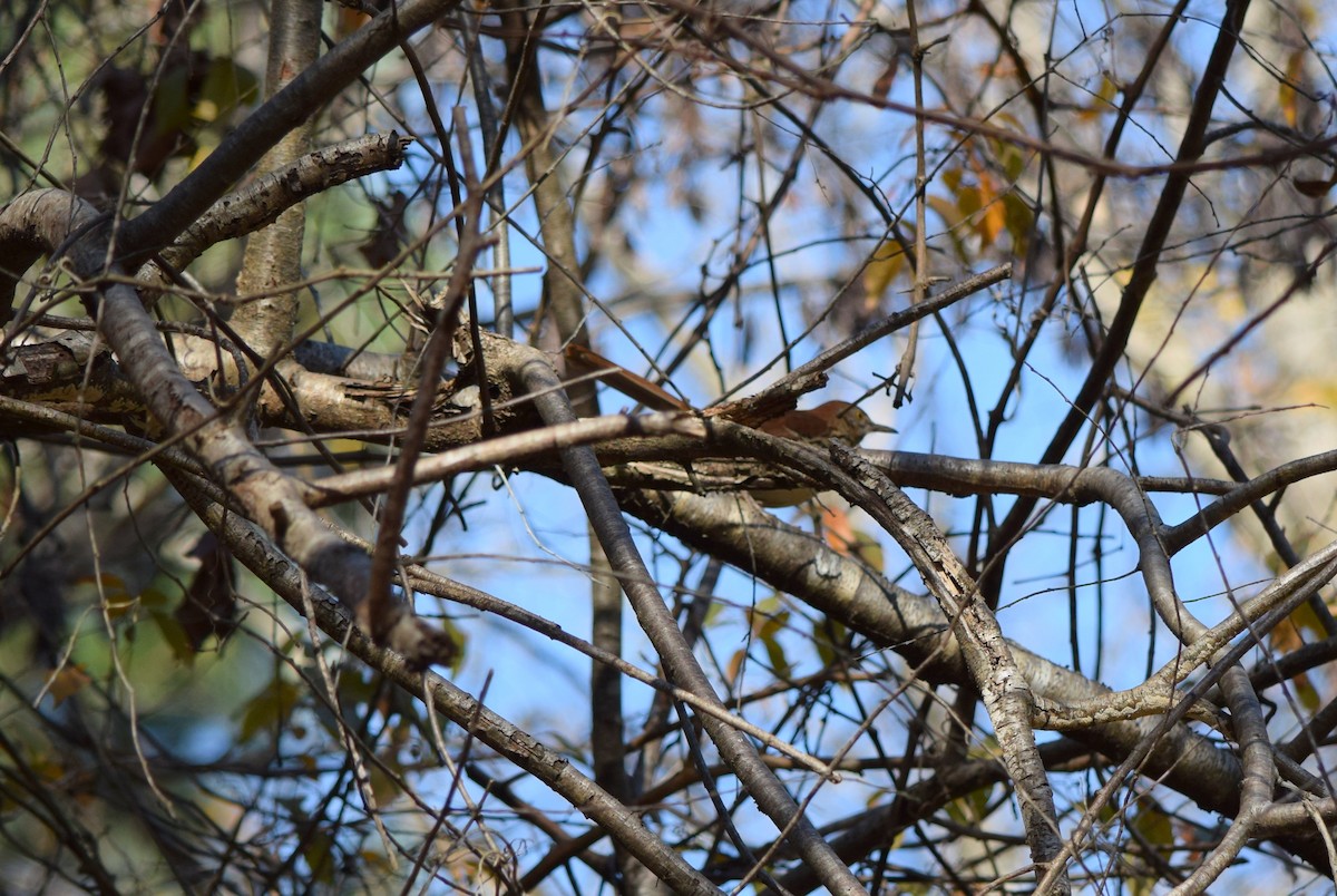 דשוש חום - ML644644141