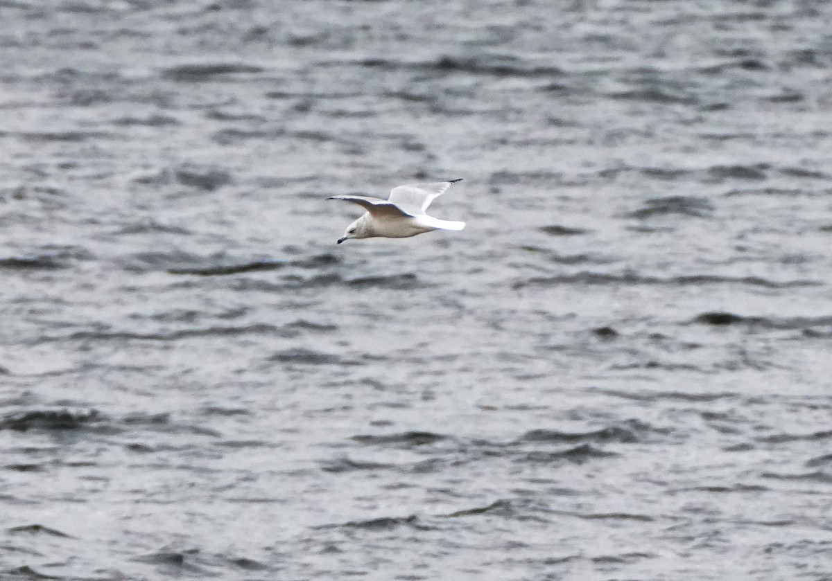 Ring-billed Gull - ML644644142