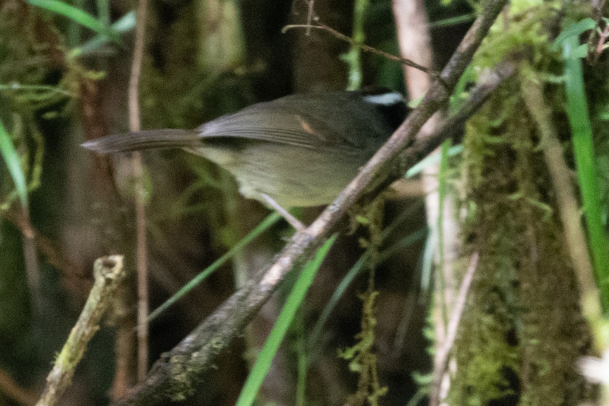 Black-cheeked Warbler - ML644644143