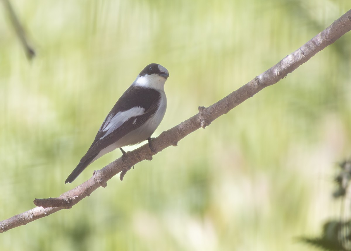 חטפית לבנת-עורף - ML644644144
