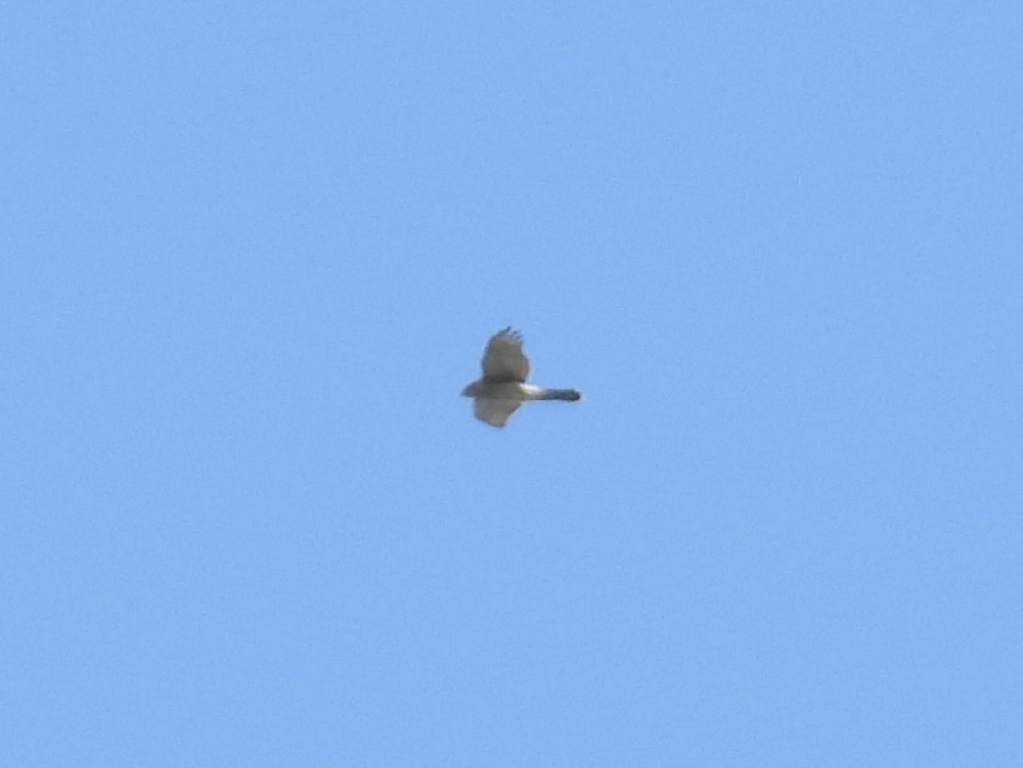 Cooper's Hawk - ML644644145