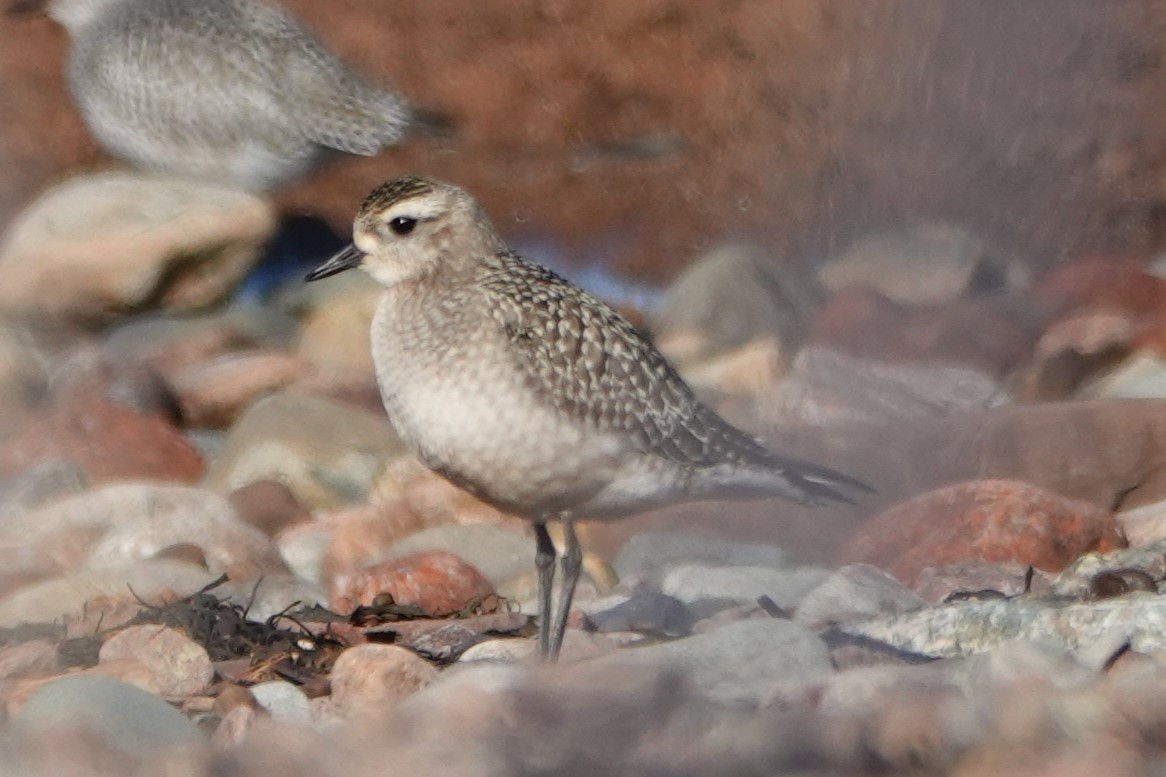 Chorlito Dorado Americano - ML644644146