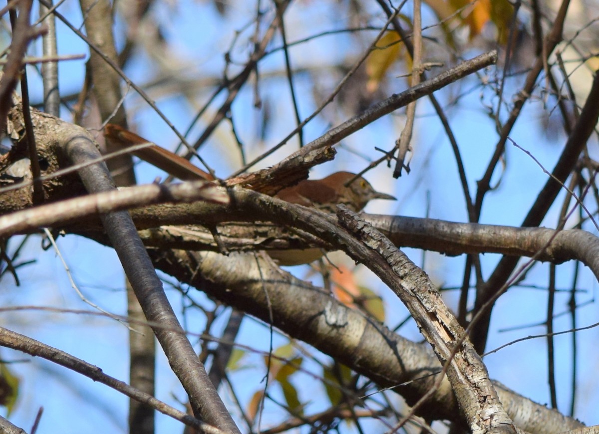 Cuitlacoche Rojizo - ML644644147