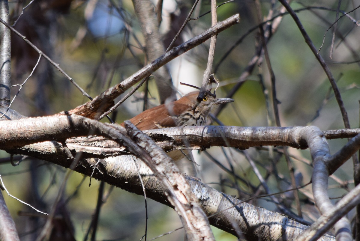 Cuitlacoche Rojizo - ML644644148