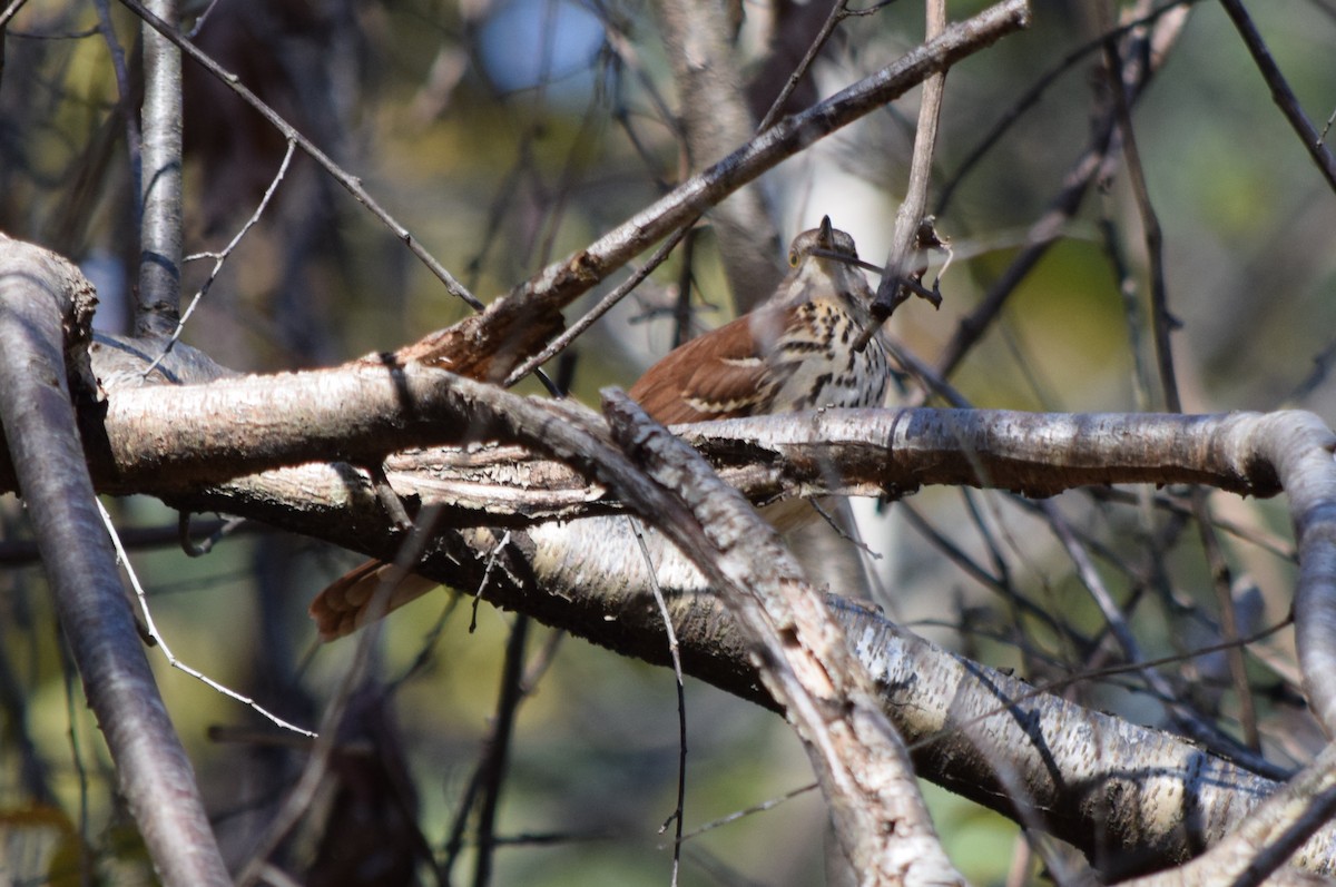 Cuitlacoche Rojizo - ML644644151