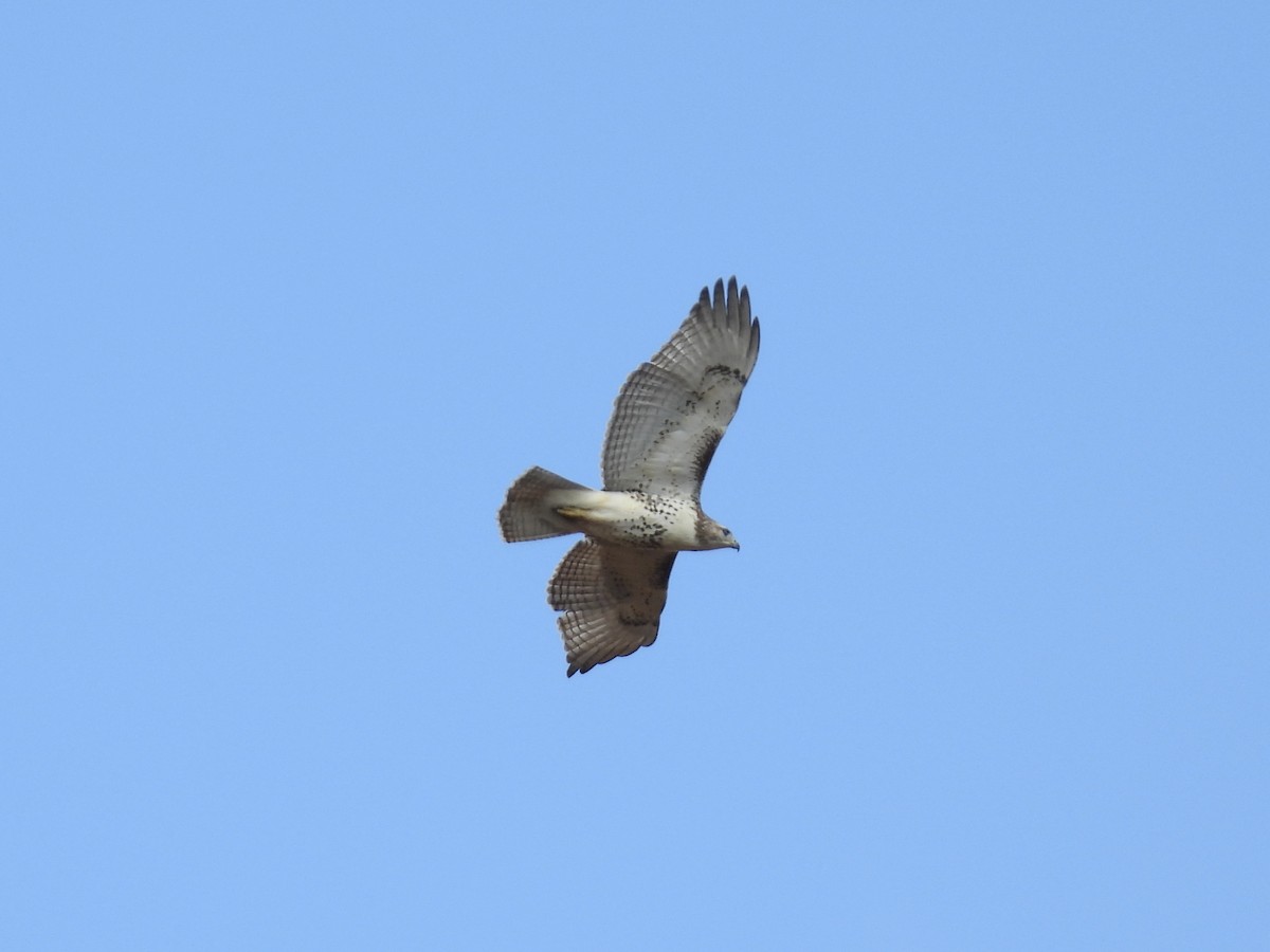 Pigargo Americano - ML644644154