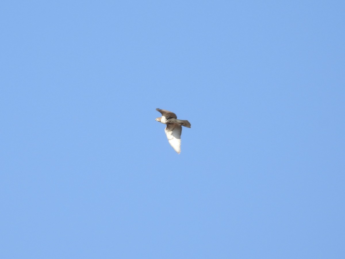 Pigargo Americano - ML644644155