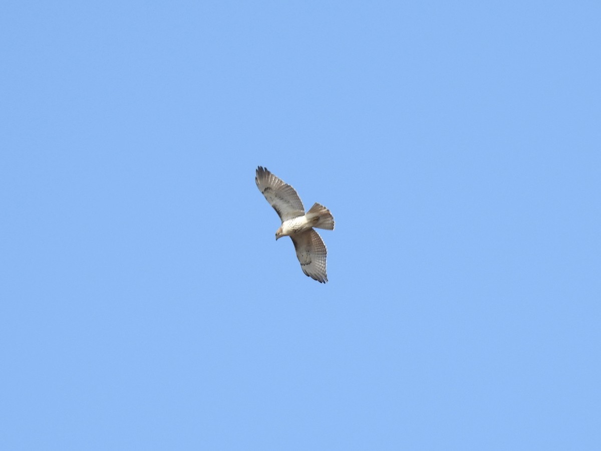 Pigargo Americano - ML644644156