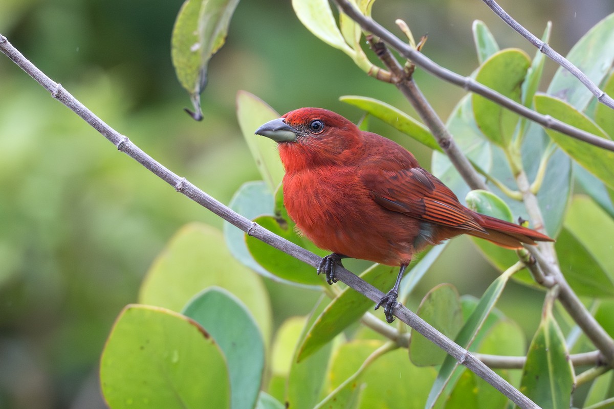 Piranga Bermeja - ML644644161