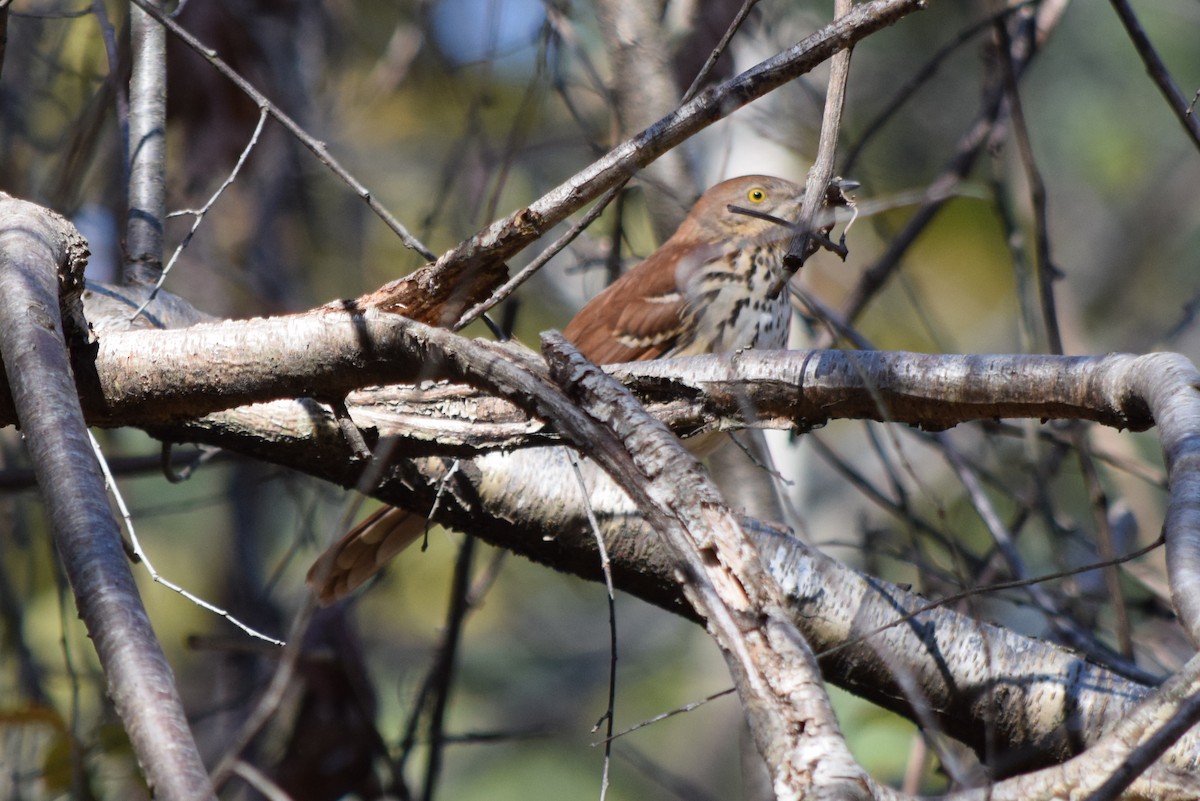 Cuitlacoche Rojizo - ML644644162