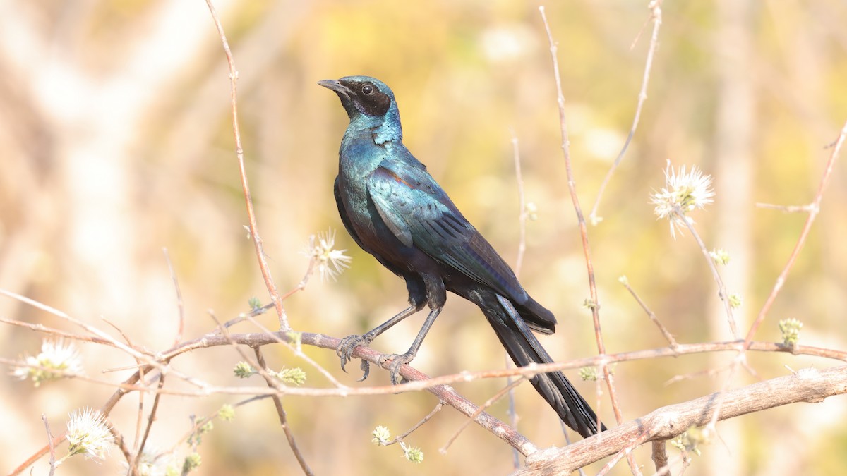 Estornino de Meves - ML644644163