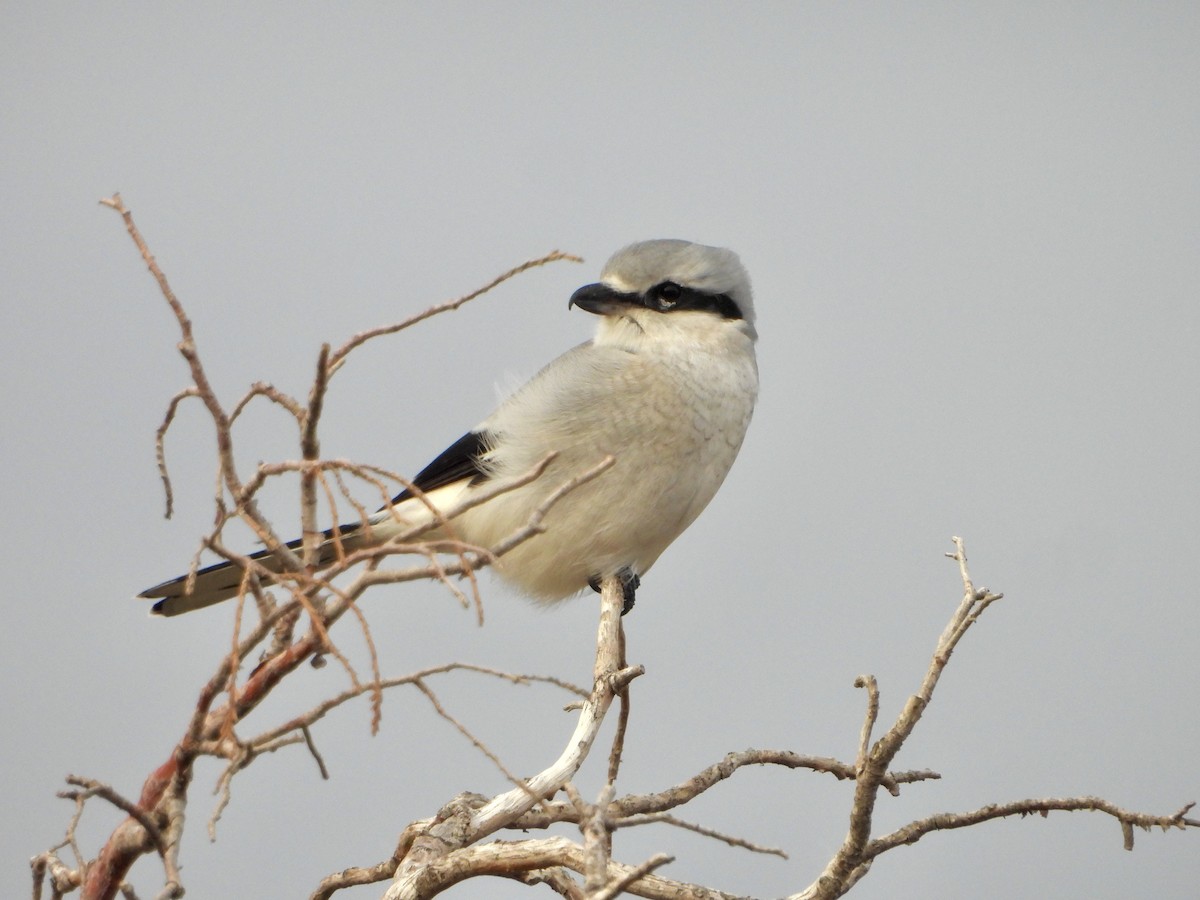 Alcaudón Boreal - ML644644165