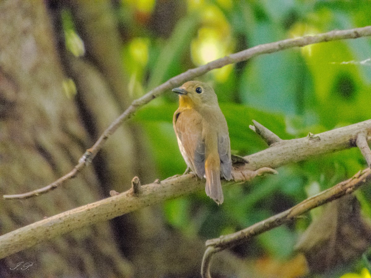 Papamoscas Gorjiazul - ML644644166