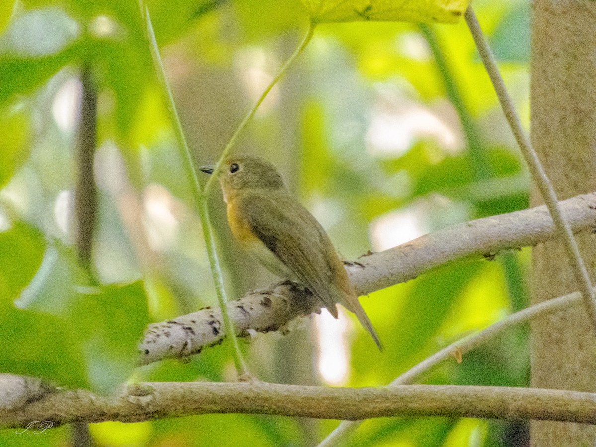 Papamoscas Gorjiazul - ML644644167