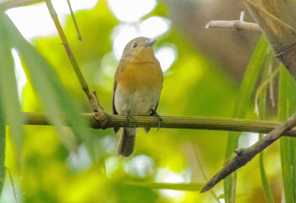Papamoscas Gorjiazul - ML644644168