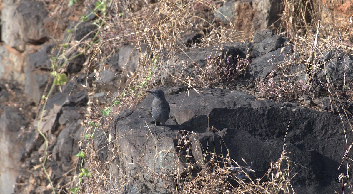 Roquero Solitario - ML644644169