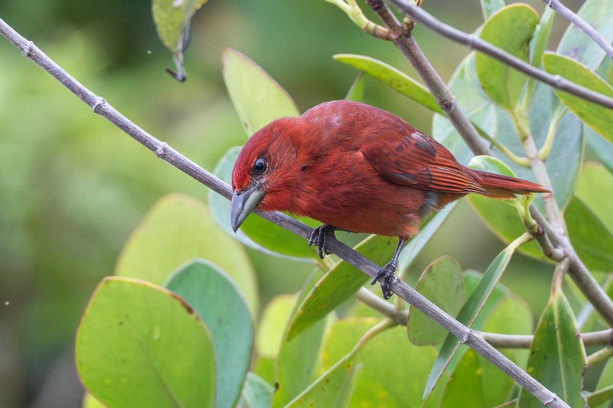 Piranga Bermeja - ML644644170