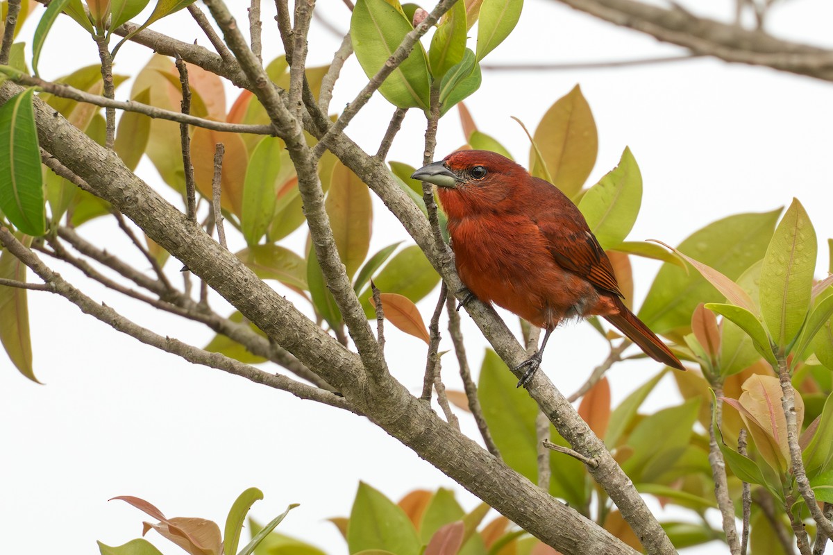 Piranga Bermeja - ML644644171