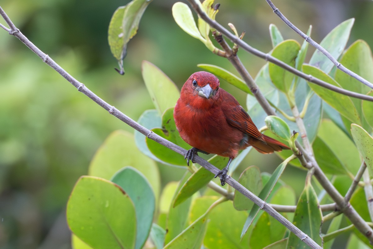 Piranga Bermeja - ML644644172