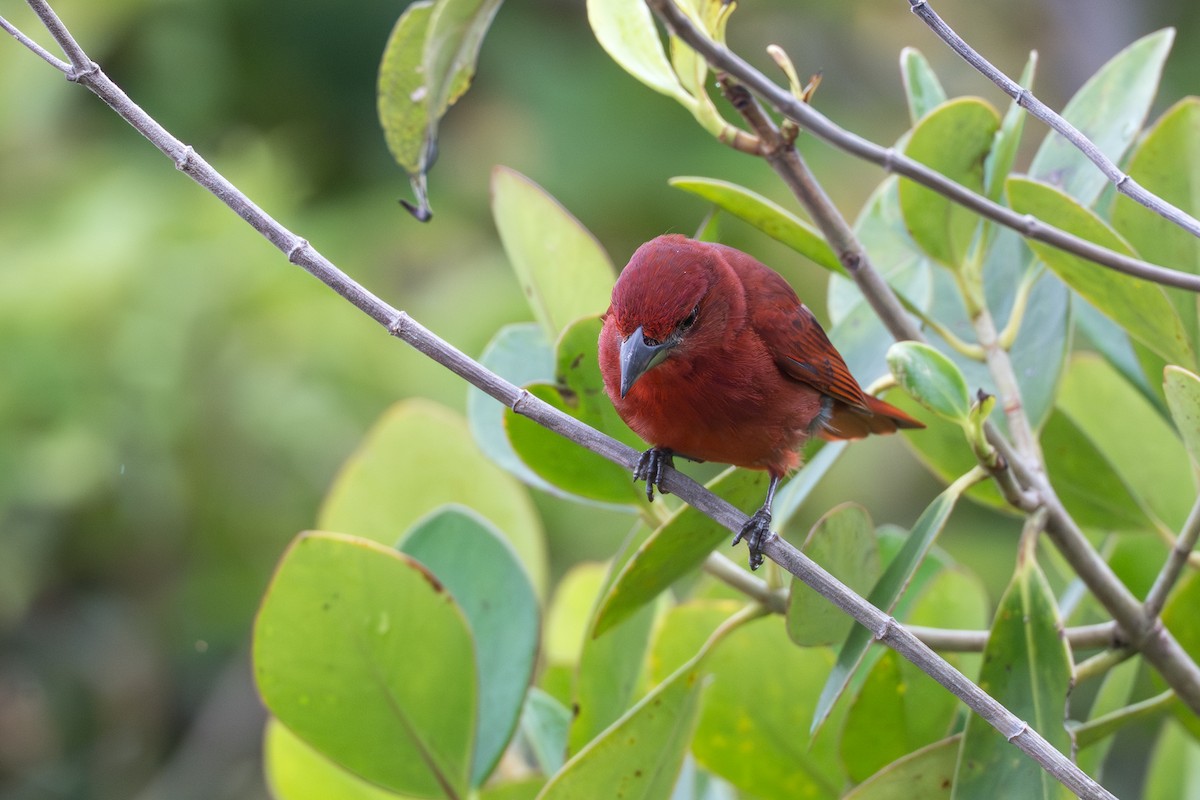 Piranga Bermeja - ML644644173